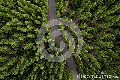 aerial view green forest landscape aerial natural scenery of pine trees and contrasting road path country path through pine trees Stock Photo