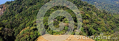 Aerial view of a green forest Stock Photo