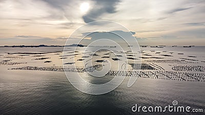 Aerial view of green mussel farm in the sea in sunset. Thailand. Stock Photo