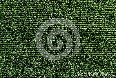 Aerial view of green rows corn field in summer Stock Photo