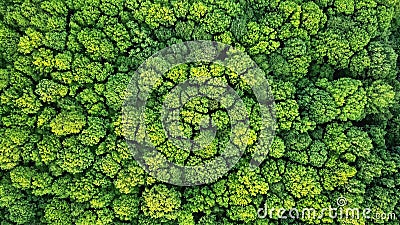 Aerial view spring forest. Natural green background. Photo from the drone Stock Photo