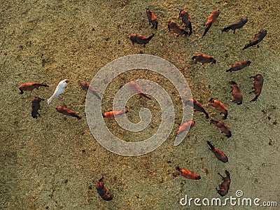 Aerial view of group of horses. Herd of young horses running, top view Stock Photo