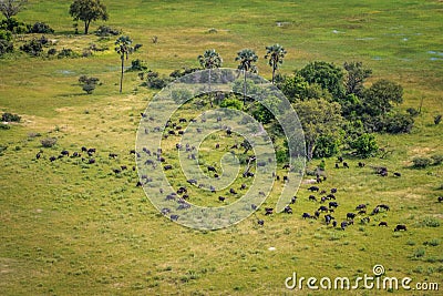 Aerial view of a herd of Buffaloes. Stock Photo