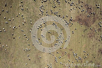 Aerial view of herd of sheep grazing in a meadow in the spring Stock Photo