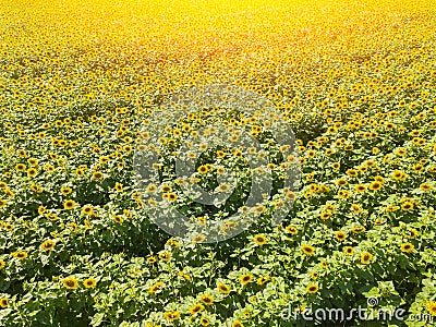 Aerial view of a large colored field of ripened sunflowers of green color with yellow petals Stock Photo