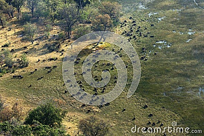 Aerial view of a large herd of African Cape Buffalo Stock Photo