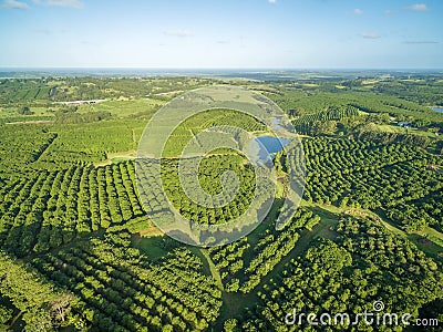 Aerial view of Macadamia Farm. Stock Photo