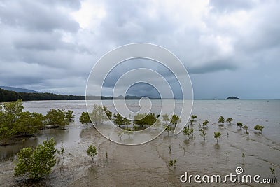 Aerial view of the mangrove habitat on the beach Stock Photo