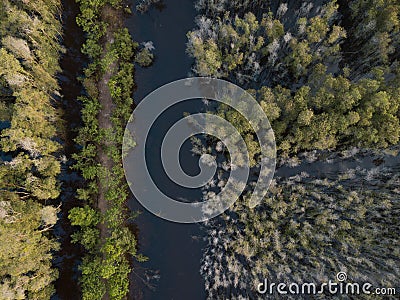 Aerial view of Melaleuca tree forest Stock Photo