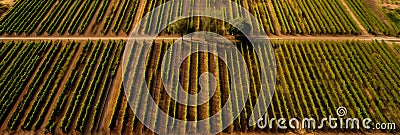 aerial view of neatly arranged vineyard rows in a wine-producing region . Generative AI Stock Photo