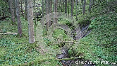 Aerial view at old Swedish fir forest with small brook. Stock Photo