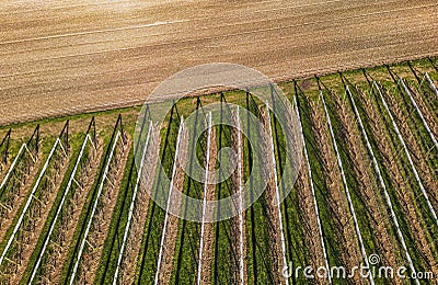 Aerial view of orchard with apple trees during sunset. The fields are covered with a hail net. Stock Photo