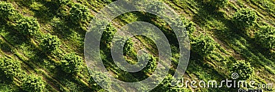 Aerial view of orchard with rows of trees in bright sunlight creating patterns Stock Photo