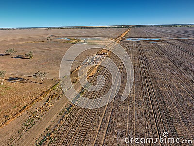 Aerial view of Outback Cattle mustering Stock Photo