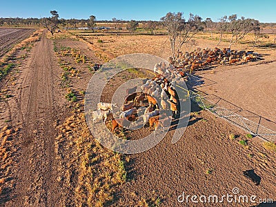 Aerial view of Outback Cattle mustering Stock Photo