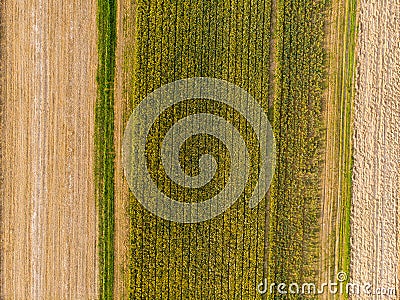 Aerial view over colorful flowers and fields Stock Photo