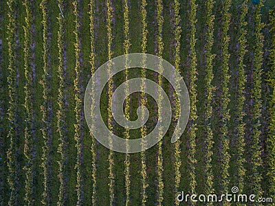 Aerial view over vineyard fields Stock Photo