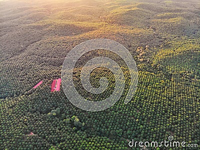 Aerial view of palm oil plantation Stock Photo