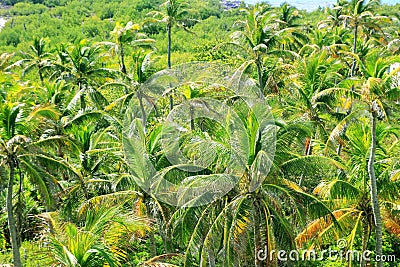 Aerial view palm tree jungle in Caribbean Stock Photo