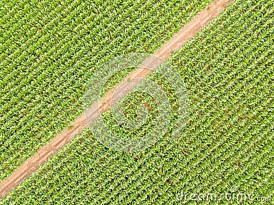 Aerial view of a path through a corn field culture Stock Photo