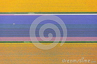 Aerial view of a pattern of flowers Stock Photo