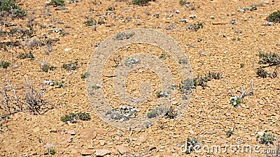 Aerial view of phlox flowers in dry desert topsoil of Utah Stock Photo