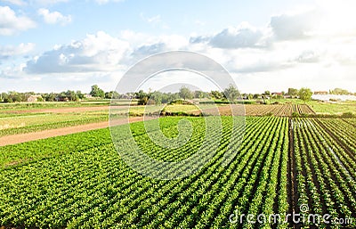 Aerial view of plantation landscape of green potato bushes. Agroindustry and agribusiness. European organic farming. Growing food Stock Photo