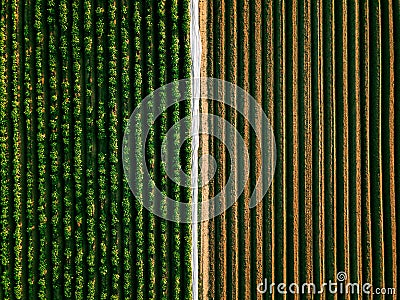 Aerial view of potato rows field in agricultural landscape Stock Photo