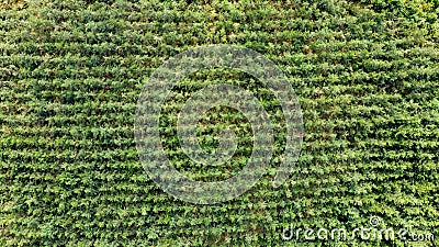 Aerial view of a production forest with small trees planted in a row, in a line. Directly above Stock Photo