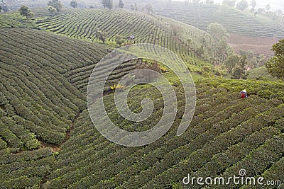 Aerial view of a Pu`er Puer tea plantation in Xishuangbanna, Yunnan - China Stock Photo