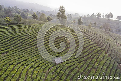 Aerial view of a Pu`er Puer tea plantation in Xishuangbanna, Yunnan - China Stock Photo