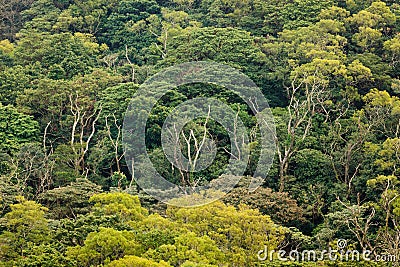 Aerial view of rainforest canopy Stock Photo