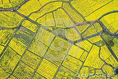 Aerial view of rapeseed flower blooming in farmland Stock Photo