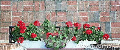 Aerial View of Red Geraniums in Window Box Stock Photo