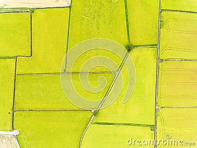 Aerial view of rice fields Stock Photo