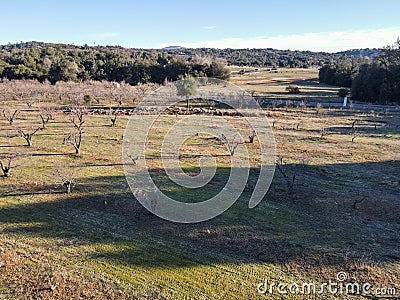 Aerial view of rows of apple trees in an orchard during winter season Stock Photo