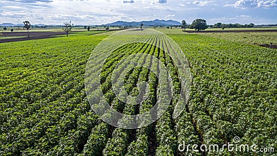 Aerial view Rows of cassava in farm pattern. Copy space for background. Aerial view Baby cassava or manioc plant on field. Cassav Stock Photo