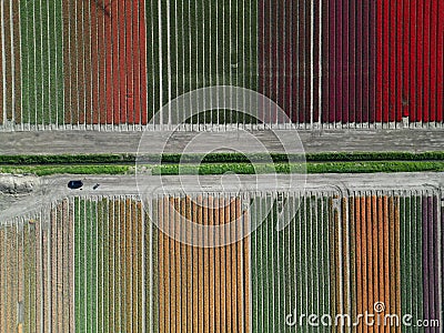 Aerial view of the rows of colorful tulips Stock Photo