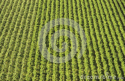 Aerial view rows of grape vines vineyard Mornington Peninsula Victoria Australia Stock Photo