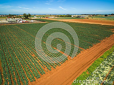 Aerial view of rows of green crops. Stock Photo