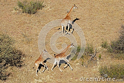 Aerial view of running giraffes Stock Photo