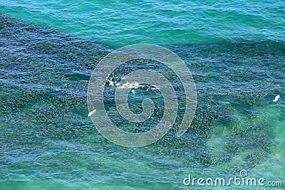 Aerial view of a school of bait fish Stock Photo