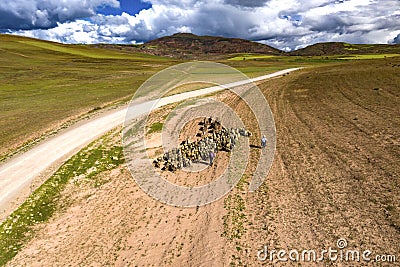 Aerial view of sheep flock traveling on a greenery alpine meadow at the Andes range. Stock Photo