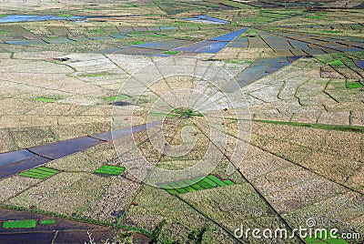 Aerial view spiders web shaped rice fields Stock Photo