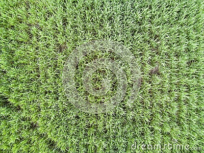 Aerial view texture of sugar cane field Stock Photo