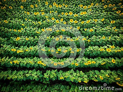 Aerial view to blooming sunflower field, directly above shoot Stock Photo