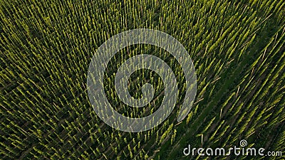 Aerial view to green hops farmyard for production beer, food and drink concept Stock Photo