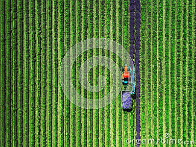 Aerial view of Tractor harvesting field of lavender Stock Photo