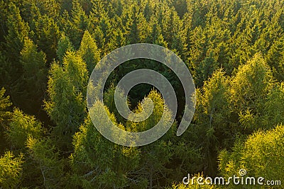 Aerial view of tree tops of young dense forest at sunlight. Stock Photo