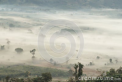 Aerial view of trees in morning fog Stock Photo